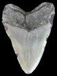 Bargain, Megalodon Tooth - North Carolina #51002-1